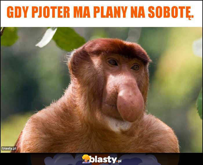 Gdy Pjoter ma plany na sobotę.