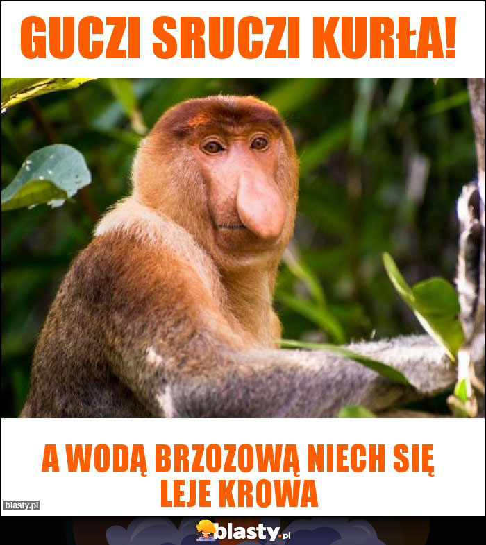 Guczi sruczi Kurła!