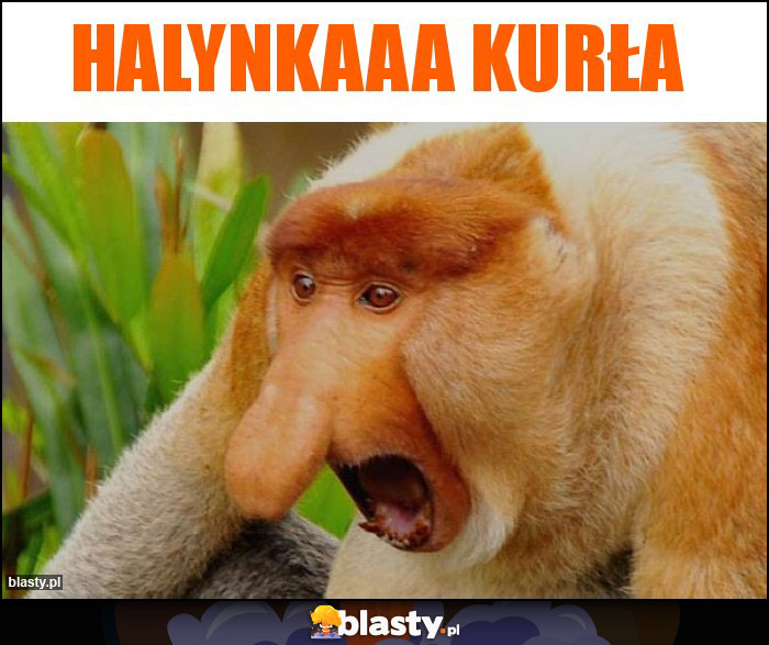 HALYNKAAA KURŁA