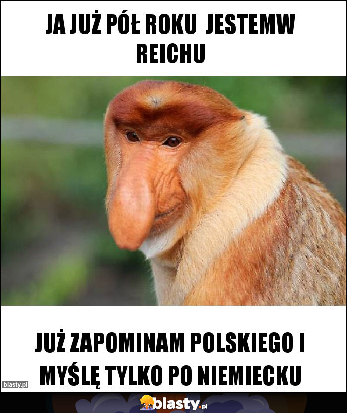 Ja już pół roku  jestemw reichu