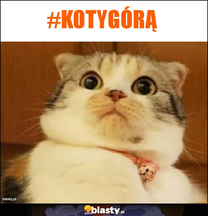 #kotygórą