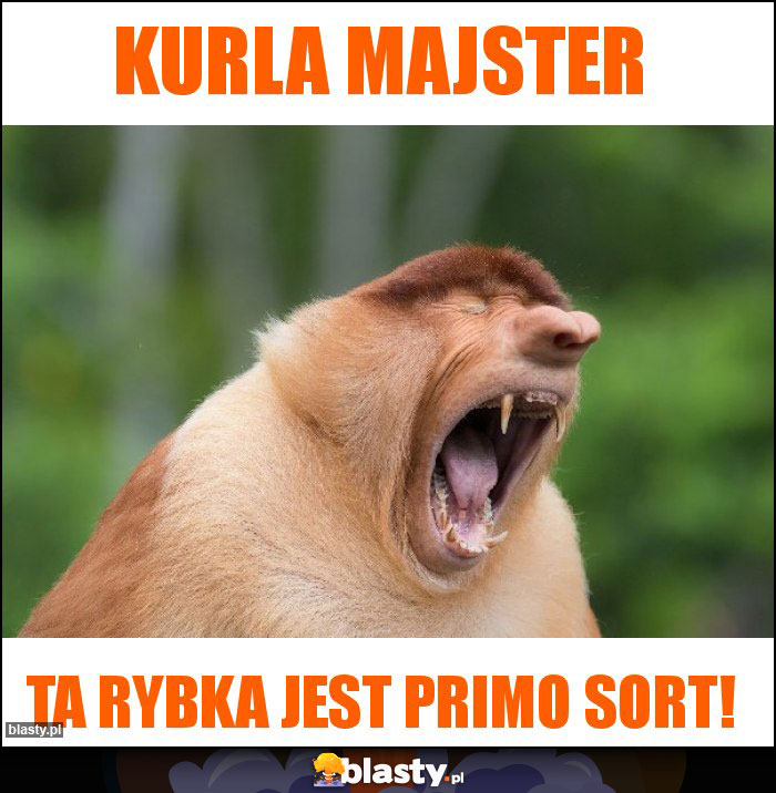 Kurla majster