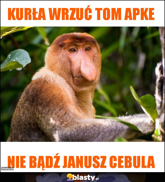 Kurła wrzuć tom apke