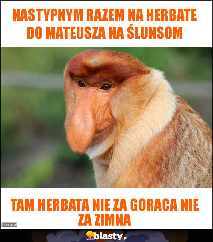 nastypnym razem na herbate do mateusza na ślunsom