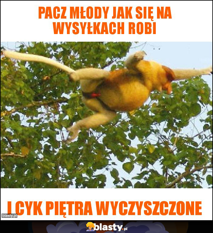 Pacz młody jak się na wysyłkach robi