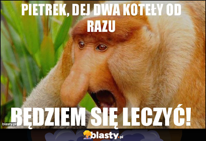 Pietrek, dej dwa koteły od razu