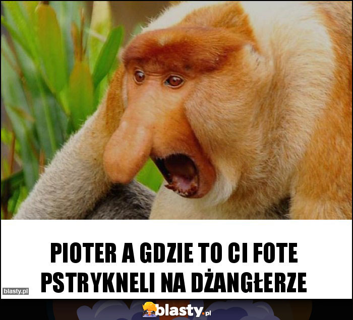 Pioter a gdzie to ci fote pstrykneli na dżangłerze