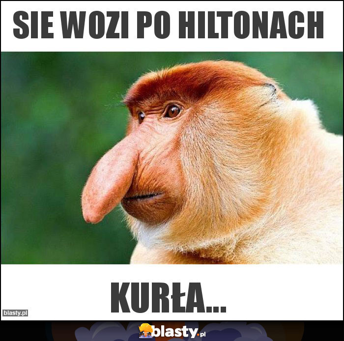 Sie wozi po hiltonach