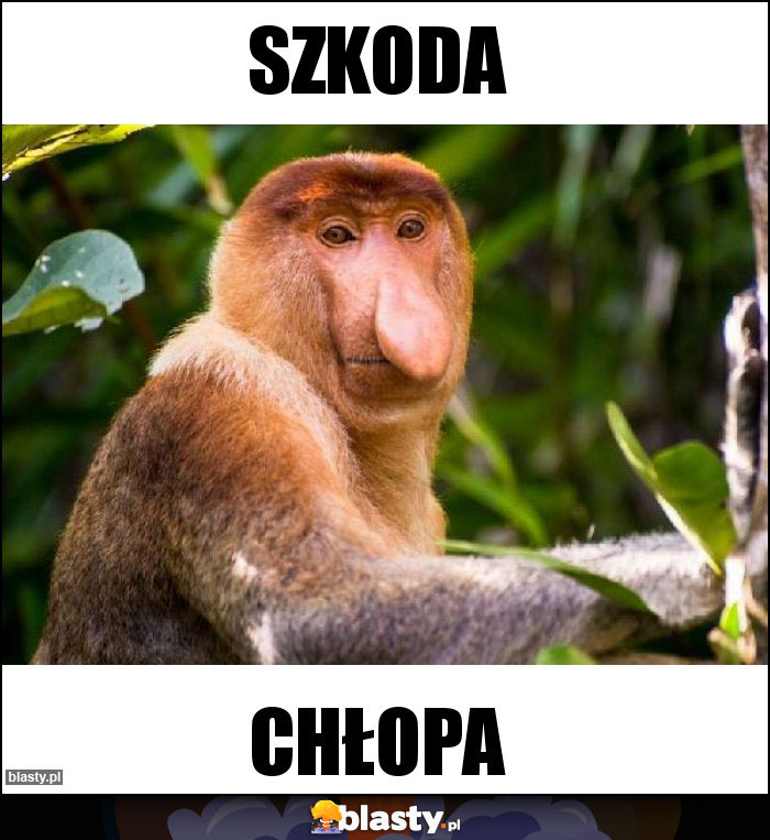 Szkoda