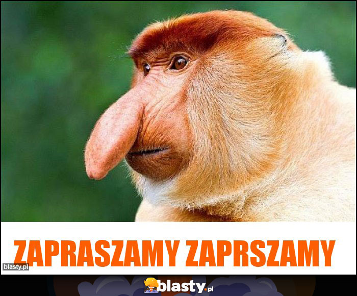 Zapraszamy zaprszamy