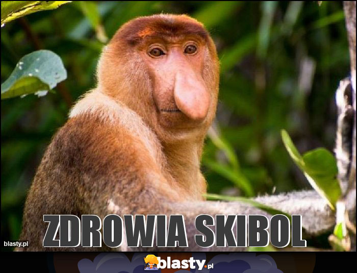 zdrowia skibol