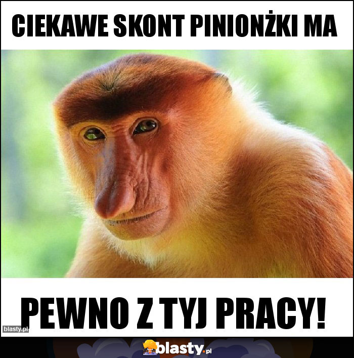 ciekawe skont pinionżki ma