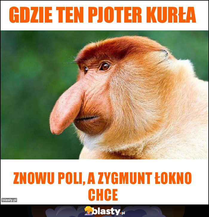 Gdzie ten pjoter kurła