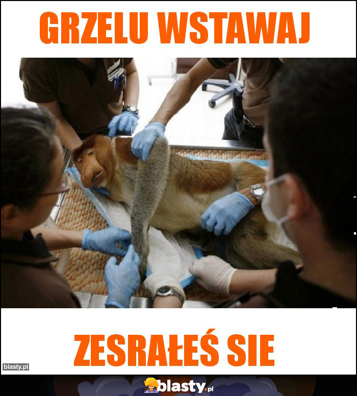 Grzelu wstawaj