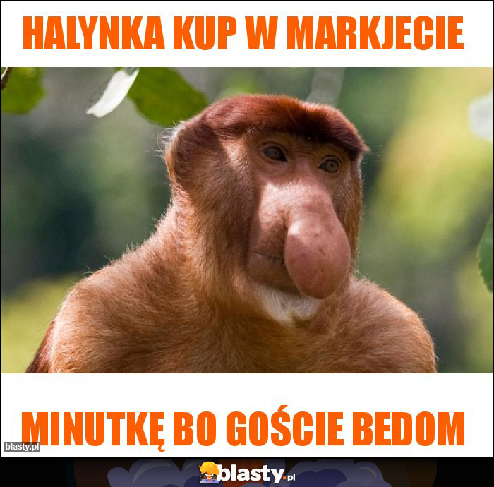 Halynka kup w markjecie