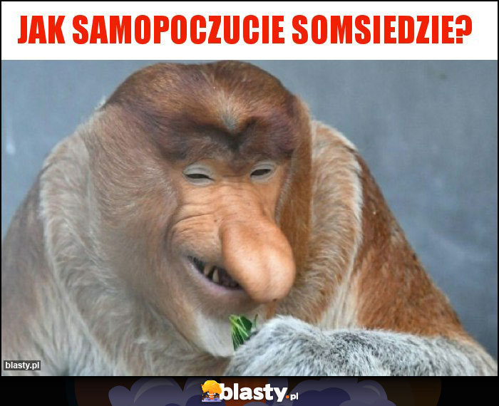 Jak samopoczucie somsiedzie?