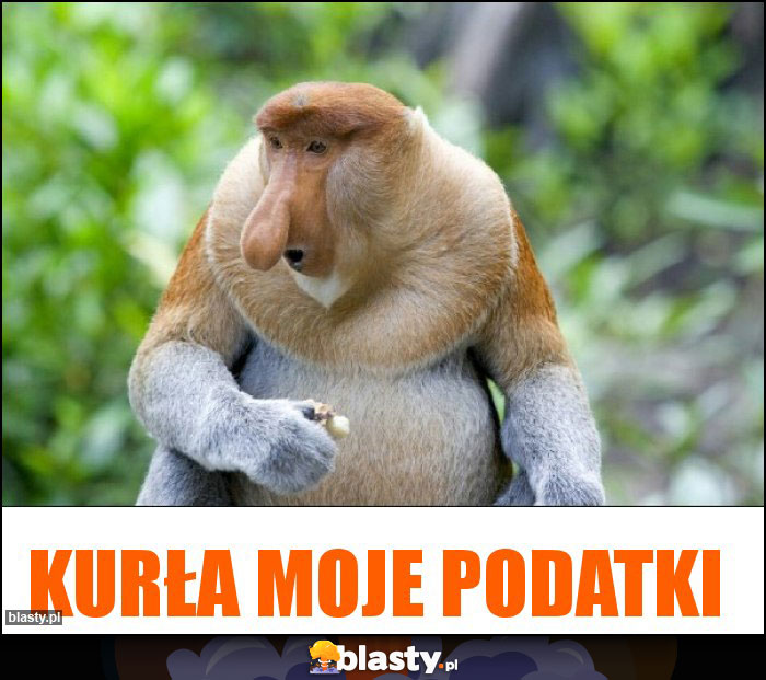 Kurła moje podatki