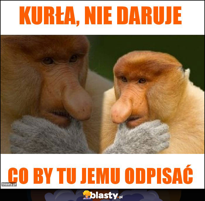 Kurła, nie daruje