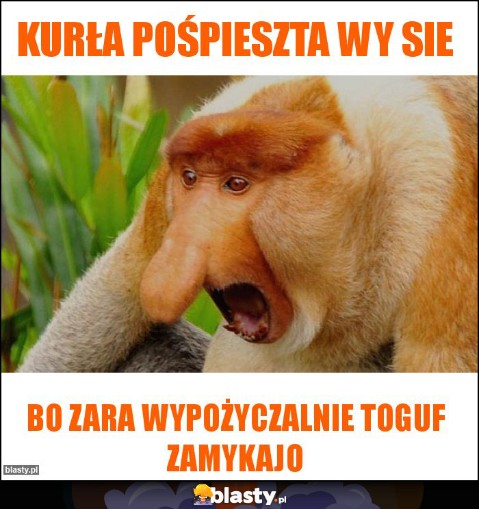 Kurła pośpieszta wy sie