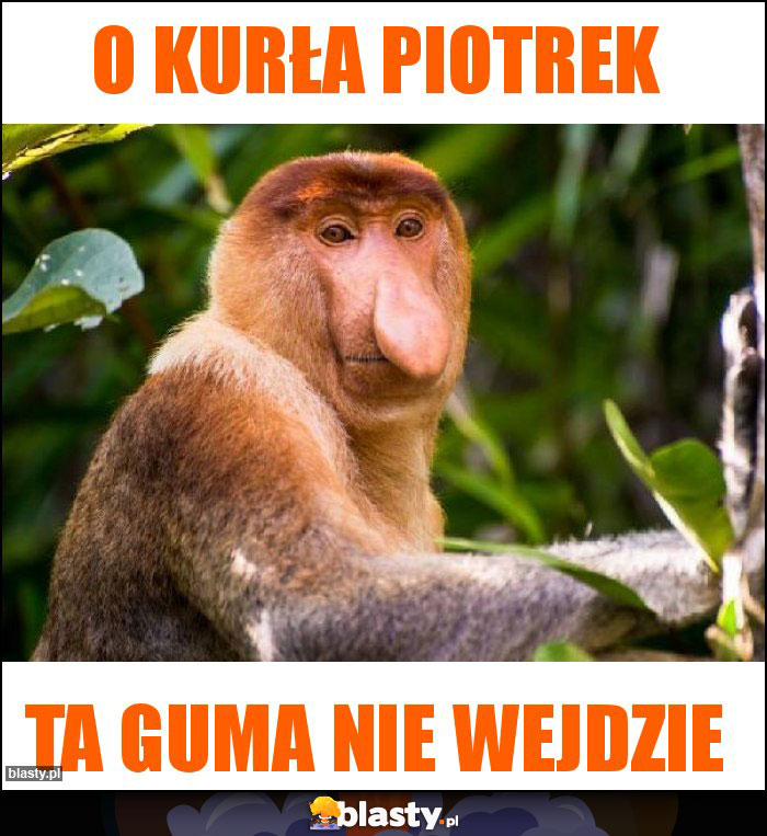 O kurła Piotrek