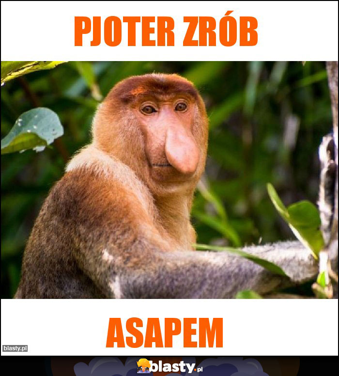 pjoter zrób