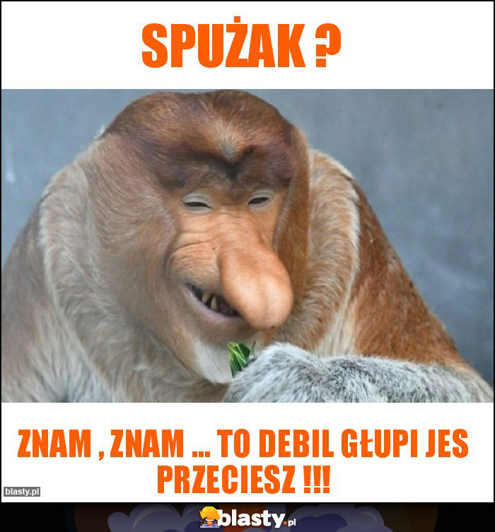 Spużak ?