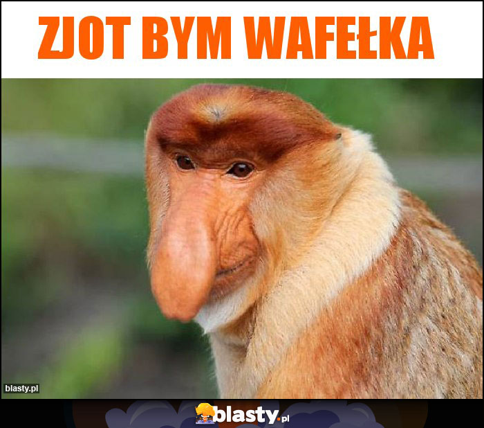 Zjot bym wafełka