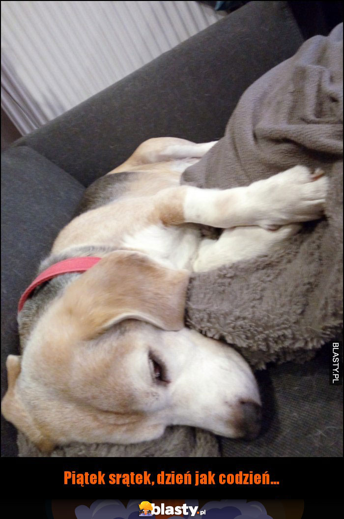 beagle