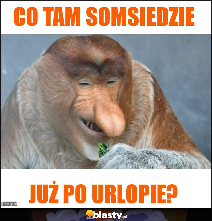 co tam somsiedzie