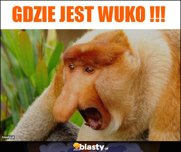 Gdzie jest WUKO !!!