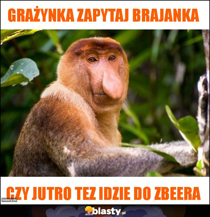 Grażynka zapytaj Brajanka