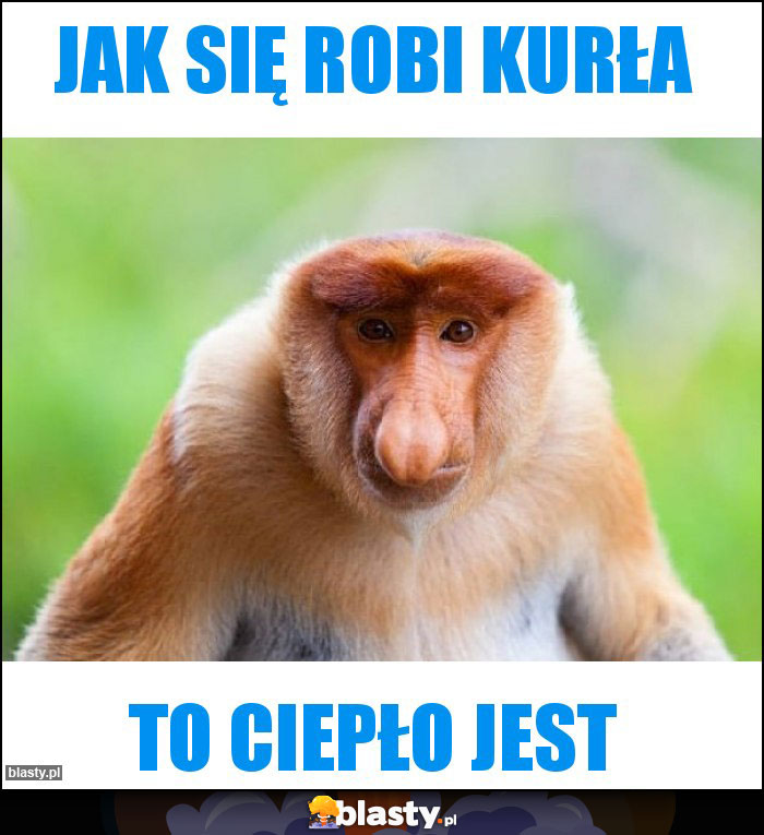 Jak się robi Kurła