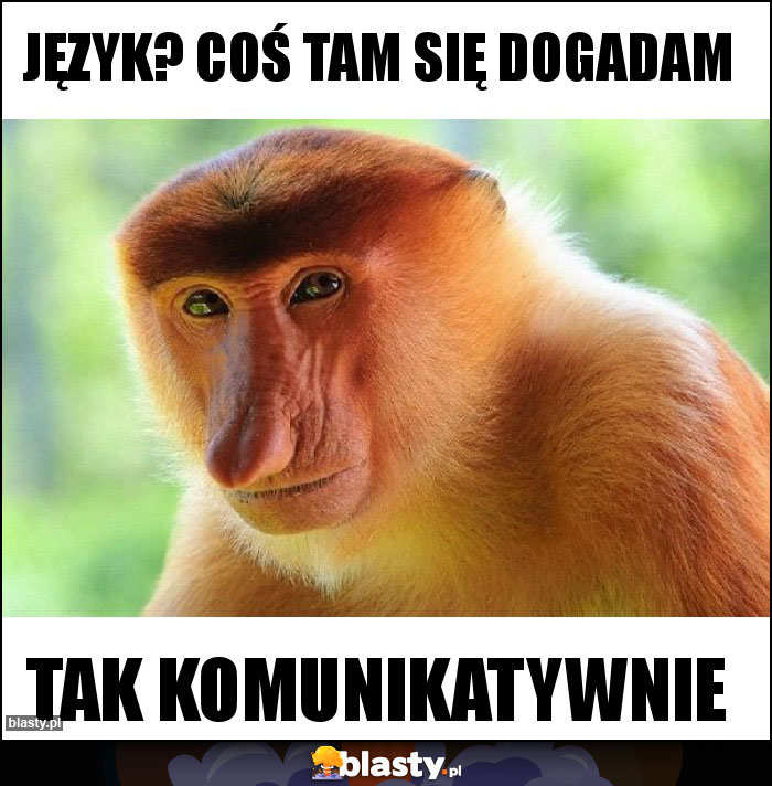 Język? Coś tam się dogadam