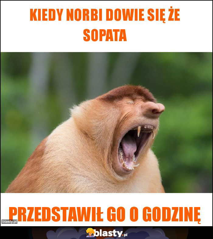 Kiedy Norbi dowie się że sopata