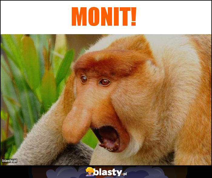 MONIT!