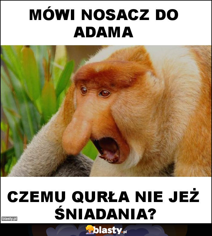 Mówi nosacz do Adama