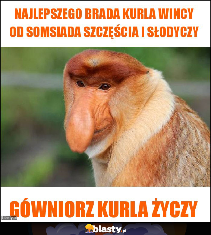 Najlepszego Brada kurla wincy od somsiada szczęścia i słodyczy