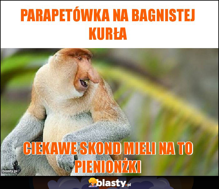 Parapetówka na bagnistej kurła