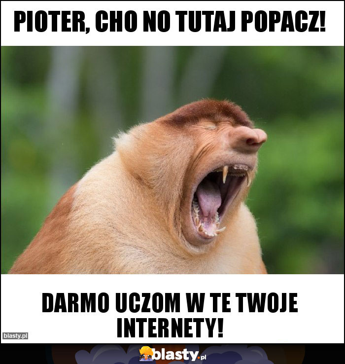 Pioter, cho no tutaj popacz!