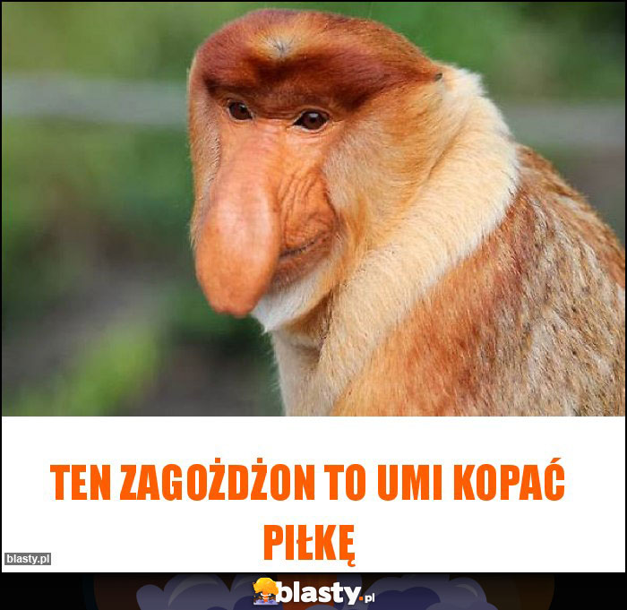 TEN ZAGOŻDŻON TO UMI KOPAĆ PIŁKĘ