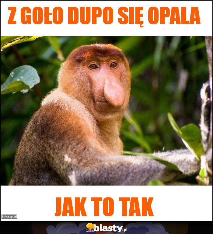 Z goło dupo się opala