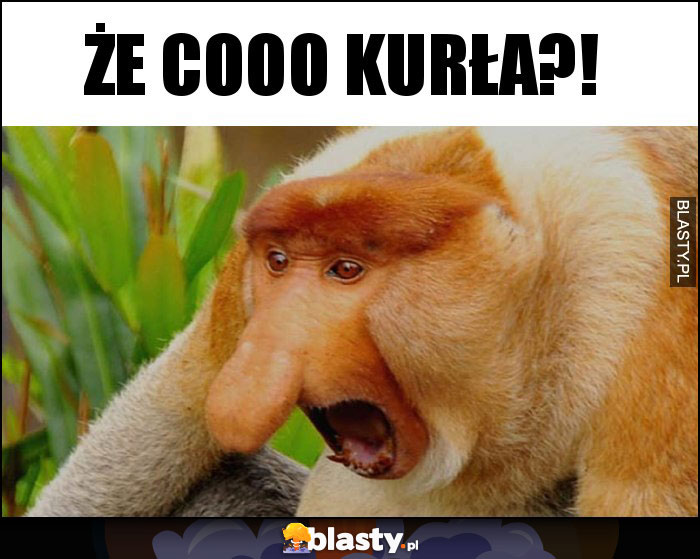 Że cooo kurła?!