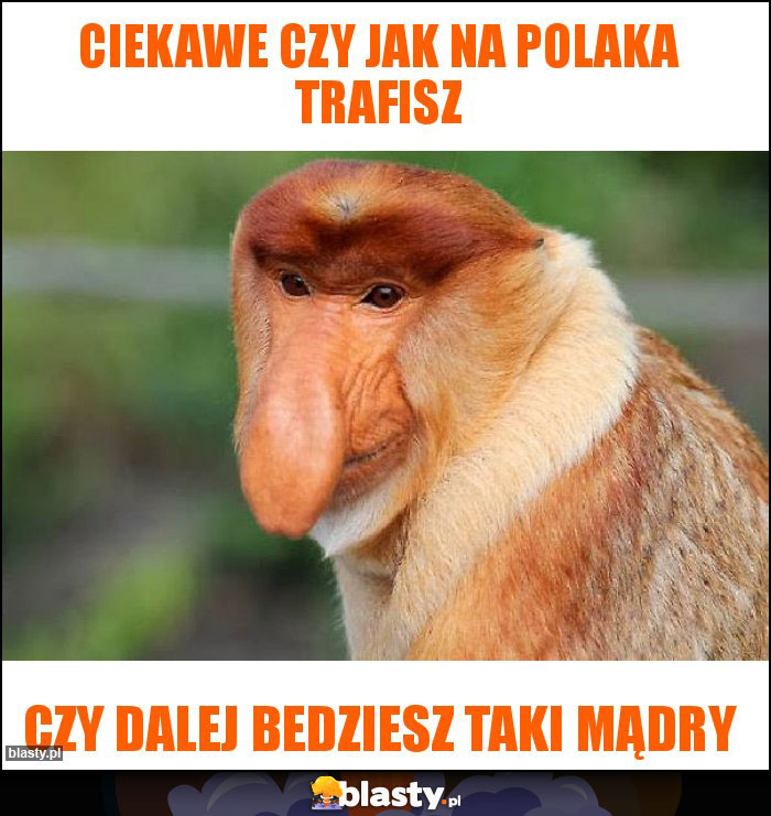 ciekawe czy jak na polaka trafisz