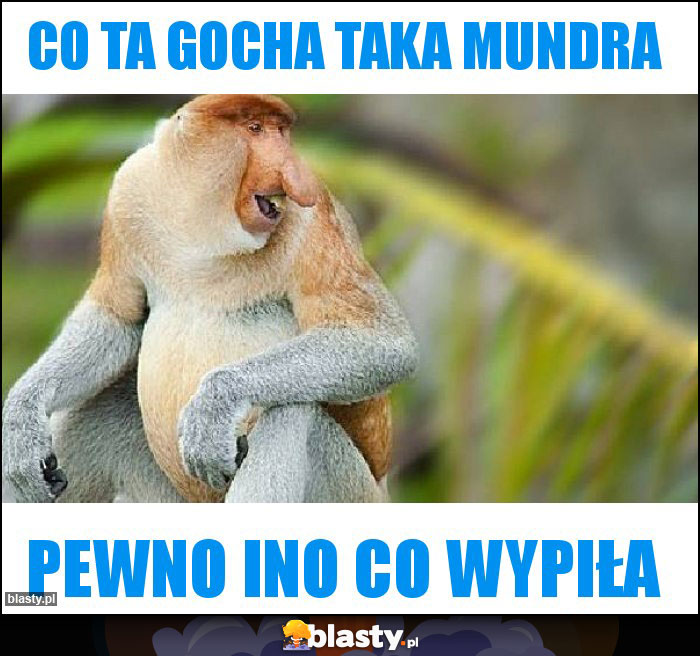 Co ta Gocha taka mundra