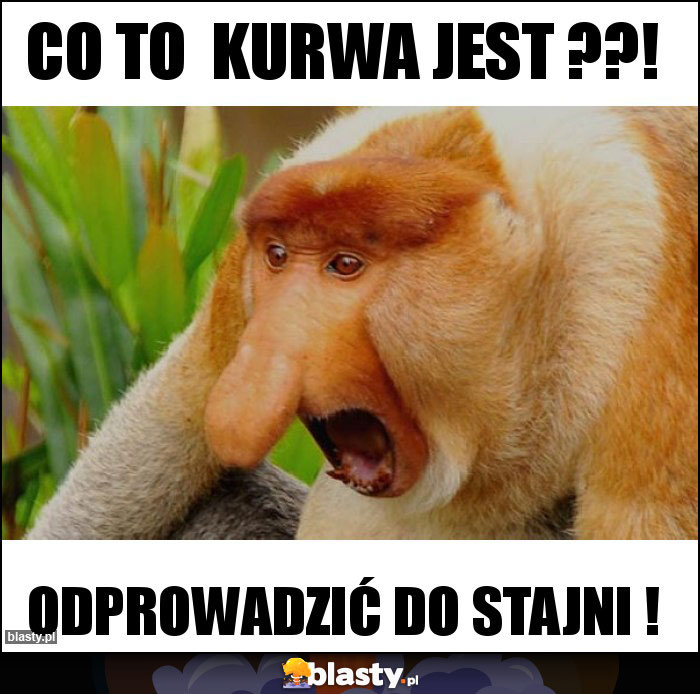 CO TO  kurwa jest ??!