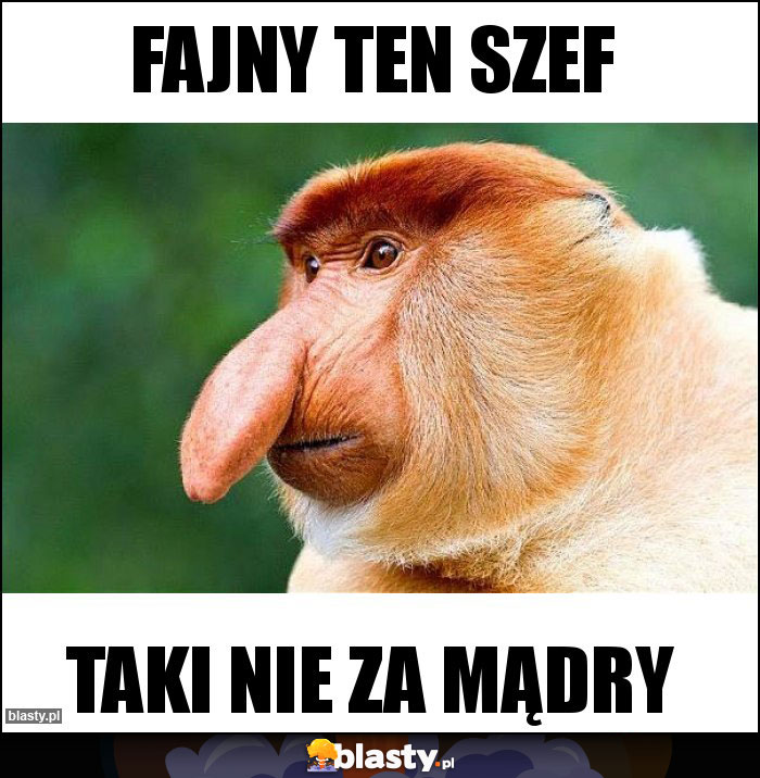 Fajny ten szef