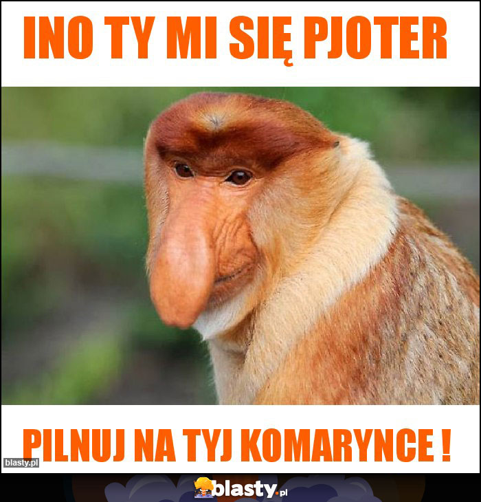 INO TY MI SIĘ PJOTER