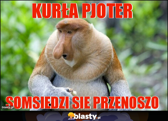 Kurła PJOTER