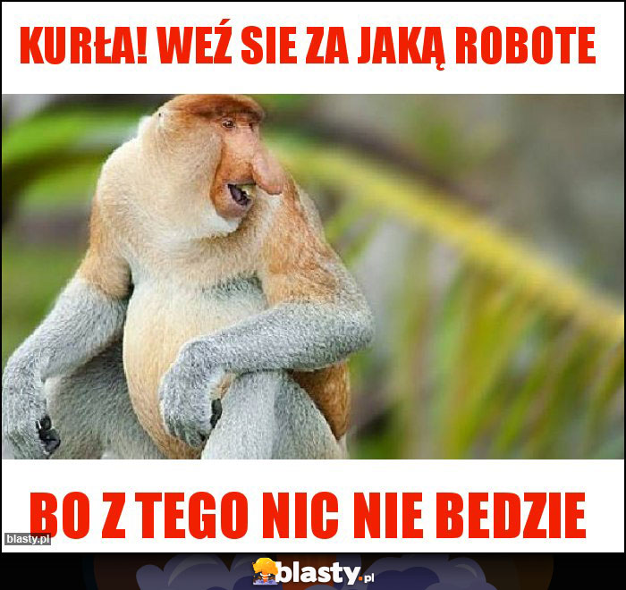 Kurła! Weź sie za jaką robote