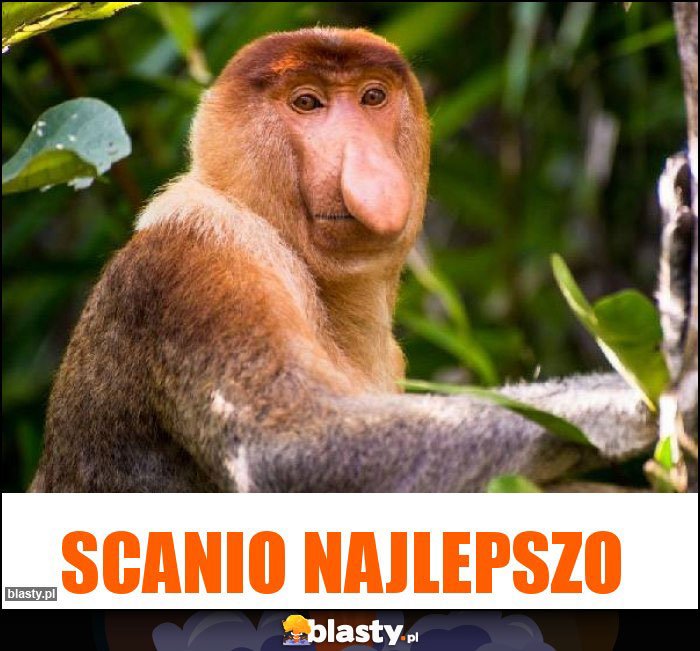 Scanio najlepszo